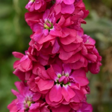 Левкой седой (Matthiola incana)
