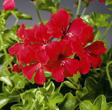 Пеларгония плющелистная ампельная (Pelargonium peltatum)