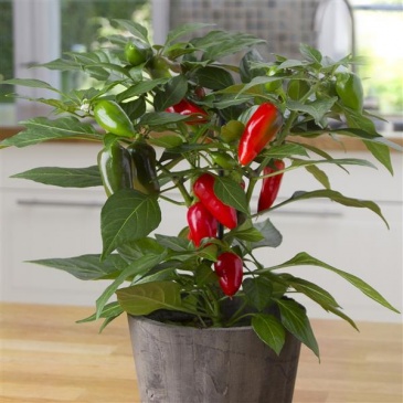 Перец летний (Capsicum annuum)