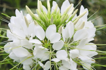 Клеома Хасслера (Cleome hassleriana)