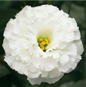 Лизиантус (Эустома) крупноцветковый (Lisianthus grandiflorum)