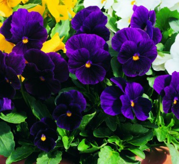 Виола рогатая (Viola cornuta)