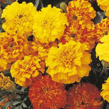 Бархатцы триплоидные (Tagetes patula x erecta)