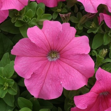 Петуния крупноцветковая (Petunia grandiflora)