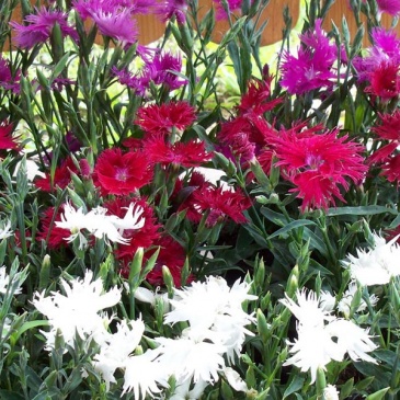 Гвоздика гибридная (Dianthus interspecific)