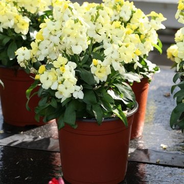 Лакфиоль Чери (Cheiranthus cheiri)