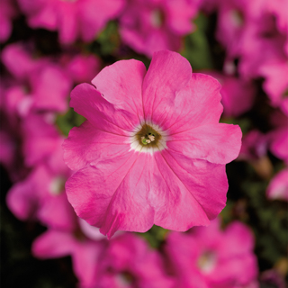 Петуния крупноцветковая (Petunia grandiflora)