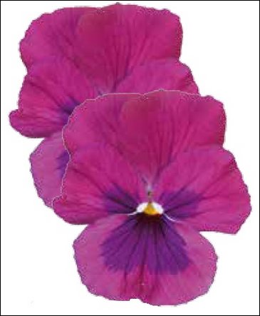 Виола гибридная (Viola wittrockiana x cornuta)