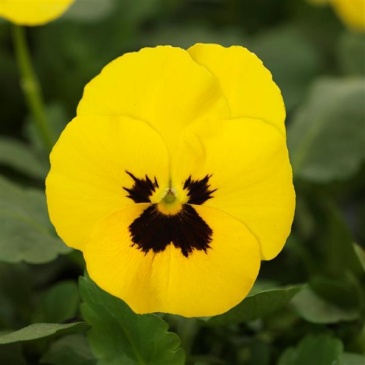 Виола рогатая (Viola cornuta)