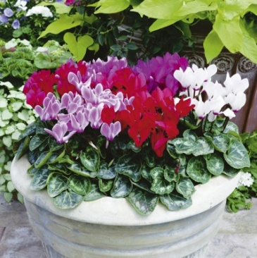 Цикламен персидский (Cyclamen persicum)