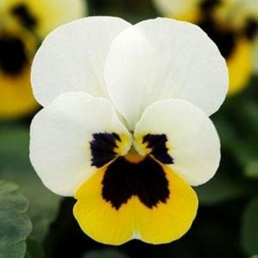 Виола рогатая (Viola cornuta)