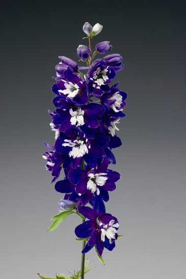 Дельфиниум высокий (Delphinium elatum)