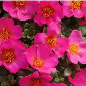 Портулак огородный (Portulaca oleracea) Портулак огородный (Portulaca oleracea)