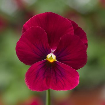 Виола рогатая (Viola cornuta)