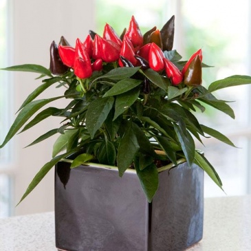 Перец летний (Capsicum annuum)