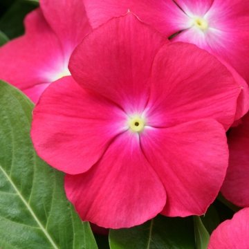 Катарантус розовый (Vinca rosea)