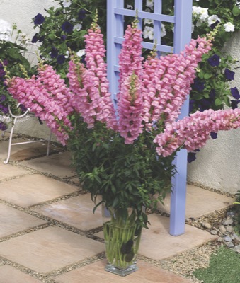 Львиный зев (Антирринум) большой (Antirrhinum majus)