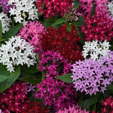 Пентас ланцетовидный (Pentas lanceolata)