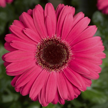 Гербера Джеймсона (Gerbera jemesonii)