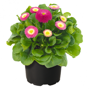 Маргаритка многолетняя (Bellis perennis)