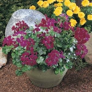 Пеларгония плющелистная (Pelargonium peltatum)