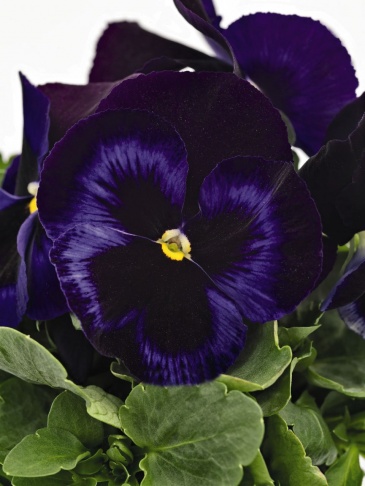 Виола виттрока (Viola wittrockiana)