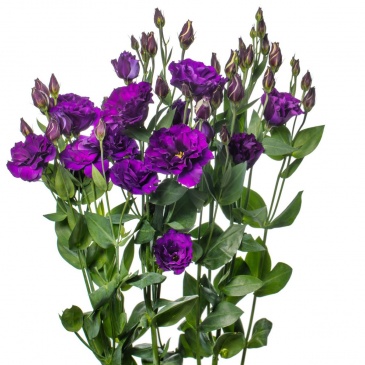 Лизиантус (Эустома) крупноцветковый (Lisianthus grandiflorum)
