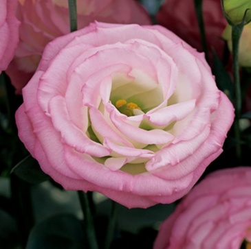 Лизиантус (Эустома) крупноцветковый (Lisianthus grandiflorum)