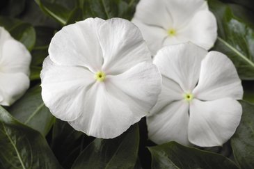 Катарантус розовый (Vinca rosea)