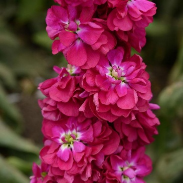 Левкой седой (Matthiola incana)