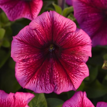 Петуния многоцветковая (Petunia multiflora)