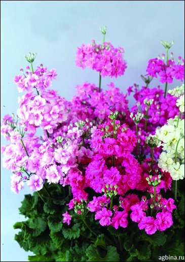 Примула нежная (Primula malacoides)