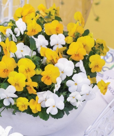 Виола рогатая (Viola cornuta)