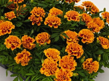 Бархатцы отклоненные (Tagetes patula)