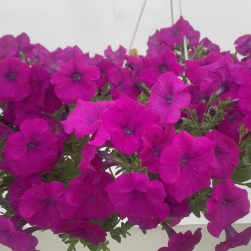 Петуния ампельная гибридная (Petunia x hybrida)