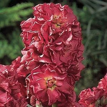 Левкой седой (Matthiola incana)