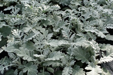 Цинерария приморская (Senecio cineraria)