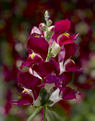 Львиный зев (Антирринум) большой (Antirrhinum majus)