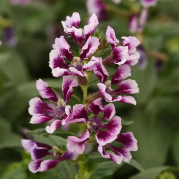Куфея распростертая (Cuphea procumbens)
