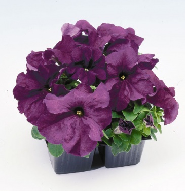 Петуния крупноцветковая (генетически компактная) (Petunia grandiflora)