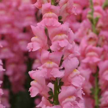 Львиный зев (Антирринум) большой (Antirrhinum majus)
