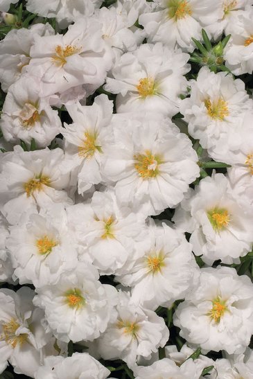 Портулак крупноцветковый (Portulaca grandiflora)