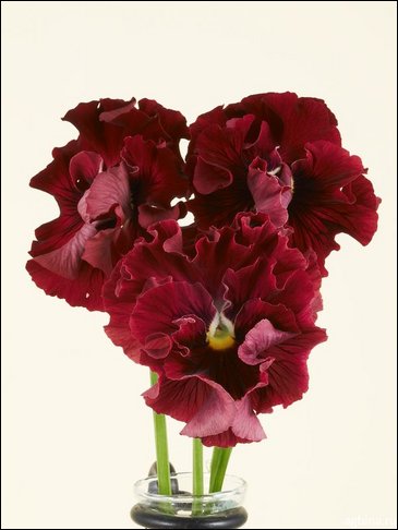 Виола Виттрока бахромчатая (Viola wittrockiana)