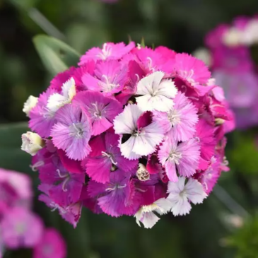 Гвоздика турецкая (Dianthus barbatus)