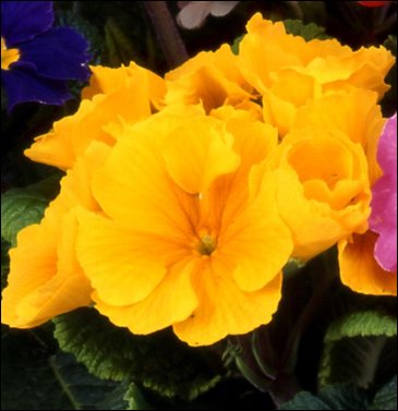 Примула полиантовая (многоцветковая) (Primula polyanthus)