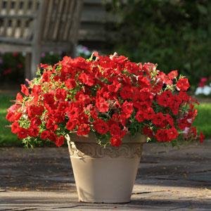 Петуния ампельная гибридная (Petunia х hybrida)