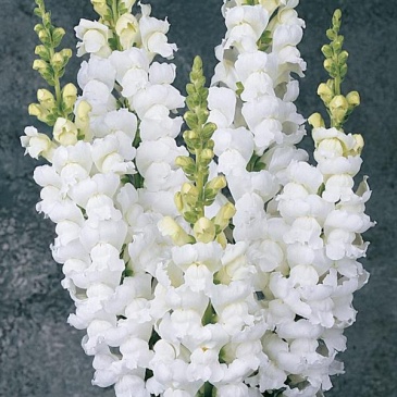 Львиный зев (Антирринум) большой (Antirrhinum majus)