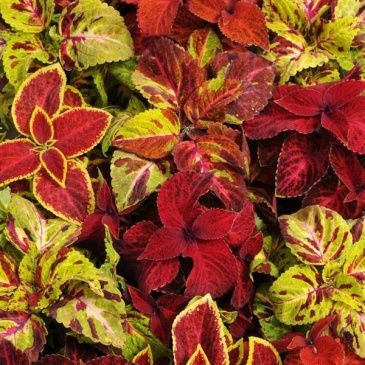 Колеус гибридный (Coleus х hybrida)