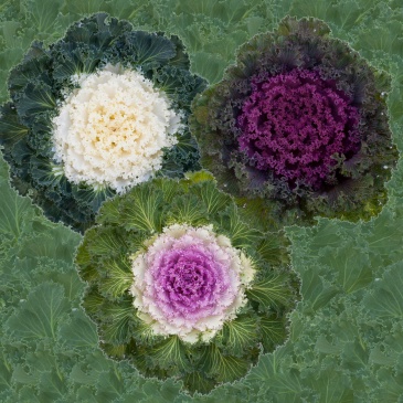 Декоративная капуста (Brassica oleracea)