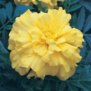Бархатцы триплоидные (Tagetes patula x erecta)